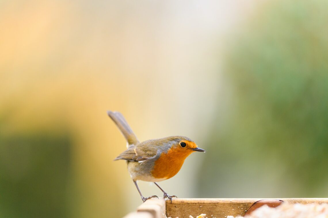 un rouge gorge