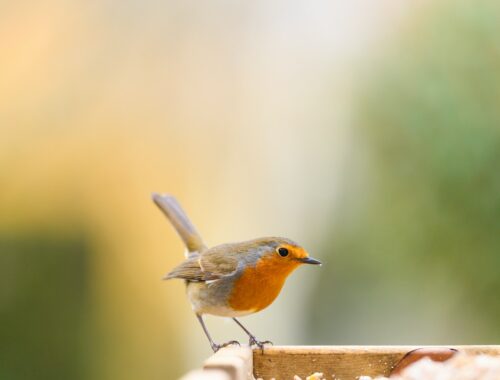 un rouge gorge