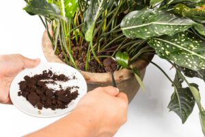Le marc de café, excellent pour les plantes