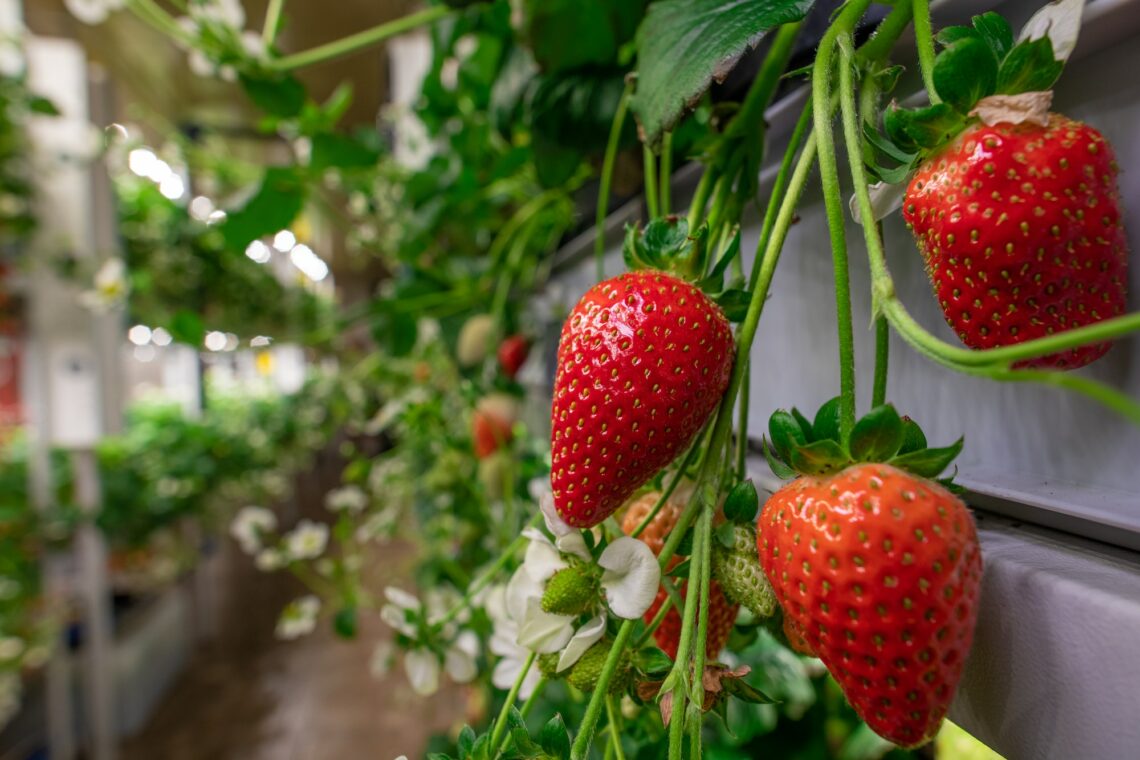 Jardin vertical de fraises