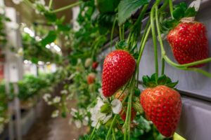 Jardin vertical de fraises