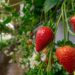 Jardin vertical de fraises