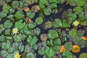 Plantes aquatiques
