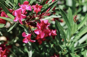 Blooming pink oleander flowers or nerium background. Spring, nature, exotic. N