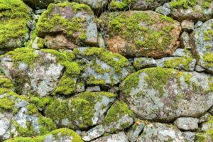 Brick wall with moss