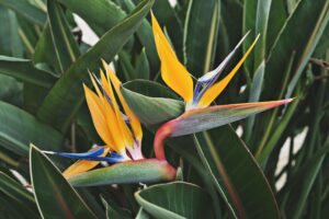 Plantes pour un jardin tropical