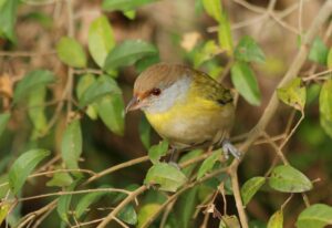 Un jardin plein d'oiseaux !