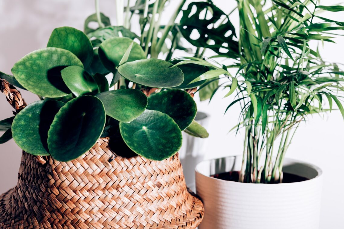 Quelles plantes choisir pour purifier l'air ?