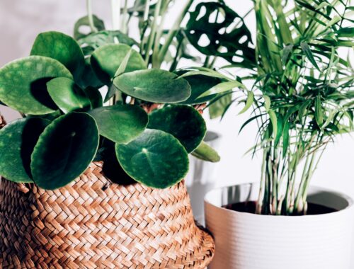 Quelles plantes choisir pour purifier l'air ?