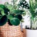 Quelles plantes choisir pour purifier l'air ?