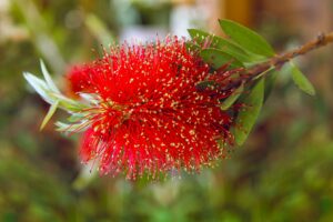 Rince bouteille en fleurs