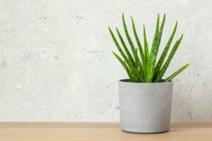 Aloe vera contre les produits chimiques