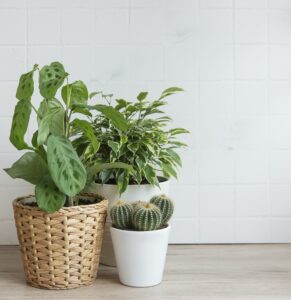 Plantes dépolluantes