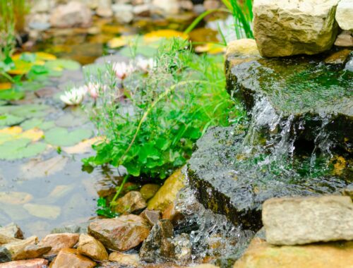 Mes astuces pour créer un bassin dans votre jardin