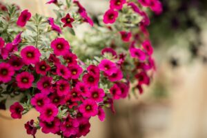 Prenez soin de vos plantes