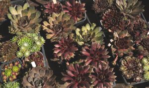 Choisissez des plantes vivaces pour votre rocaille