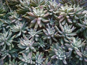 Optez pour des plantes vivaces