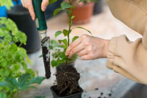 Prenez des plantes adaptées