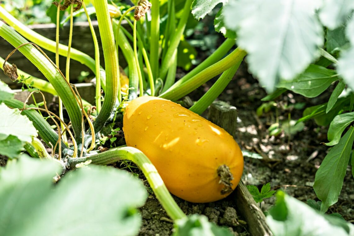 Mes conseils pour réussir son potager