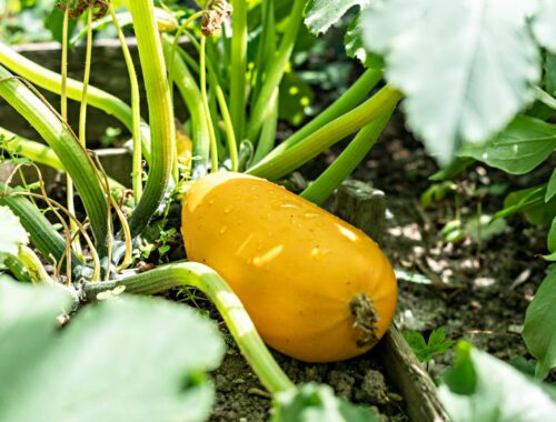 Mes conseils pour réussir son potager