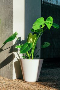 Plantes qui aiment l'ombre