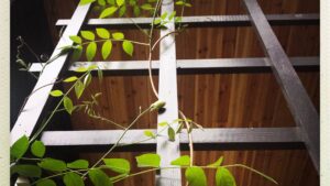 plantes grimpantes