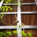 plantes grimpantes