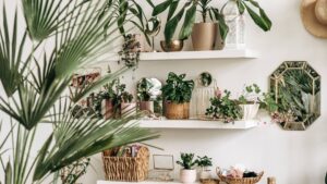 plantes intérieur