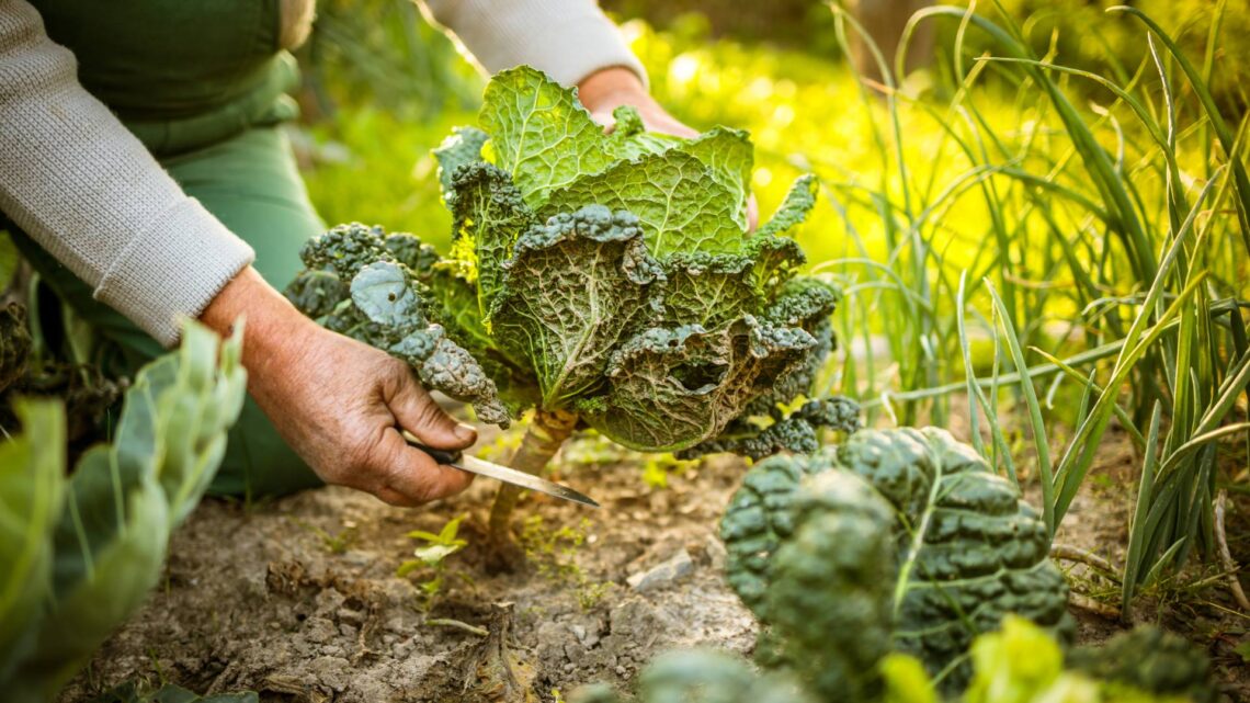potager