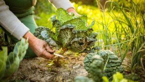 potager