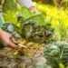 potager